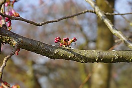 芽,春天,树