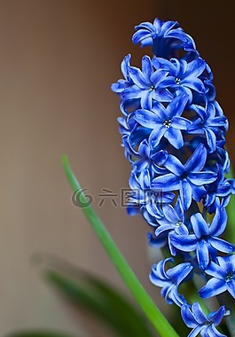 蓝色,春,绿色