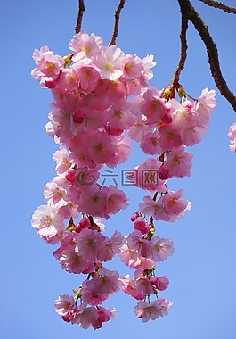 日本樱花树,鲜花,日本樱花