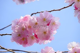 日本樱花树,鲜花,日本樱花