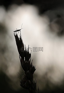 大草 bug,megaloceroea recticornis,lichtspiel