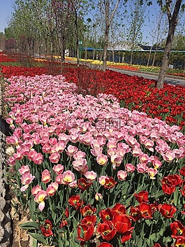 郁金香,鲜花,粉色