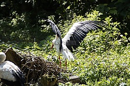 鹳,flügelschlagend,鸟