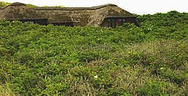 景观,首页,灌木丛