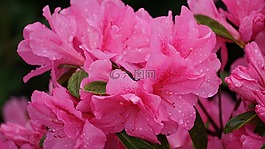 一千朵玫瑰,花,粉红色