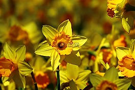 金盏花,球花,黄色