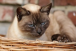 暹,猫,猫头
