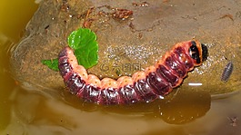 卡特彼勒,昆虫,porcellio 膀胱癌
