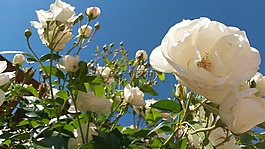 白玫瑰的天空,白玫瑰,花