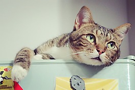 cat,animal,cute