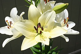 白百合,植物,园艺
