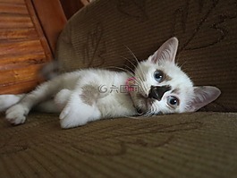 cat,animal,cute