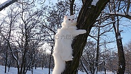 猫,动物,冬季