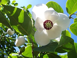 植物园,花,白