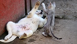 狗,猫,友谊