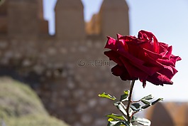 的,alcazaba,阿尔梅里亚