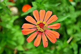 花,橙花,百日草