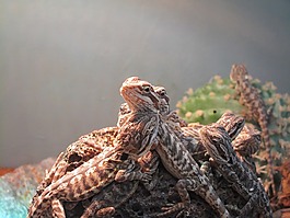 爬行动物,蜥蜴,饲养站