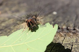毛虫,特写,绿色