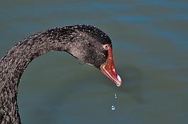 黑天鹅,澳大利亚黑天鹅,水鸟