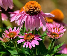 锥花,紫色,花的