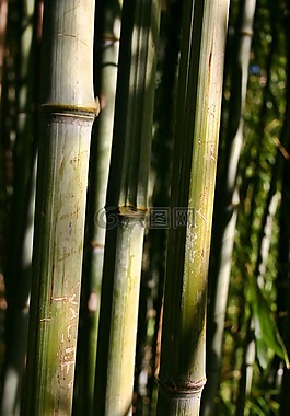 竹,竹蔗,厂