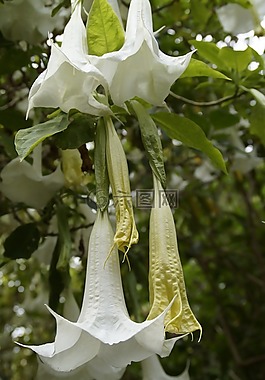 楸树,鲜花,盛开