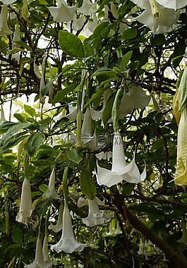 楸树,鲜花,盛开