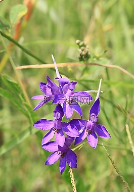 剐,bank合并,鲜花