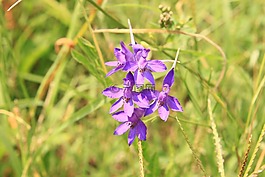 剐,bank合并,鲜花