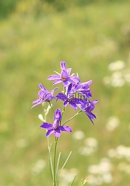 剐,bank合并,鲜花