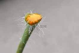 celandine,白屈菜,更大的