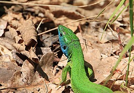 蓝色,伪装,森林