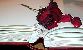 干玫瑰,玫瑰花瓣,相册