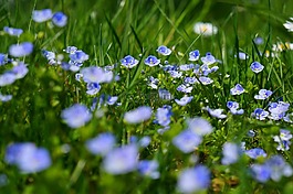 chamaedrys,荣誉奖,鲜花