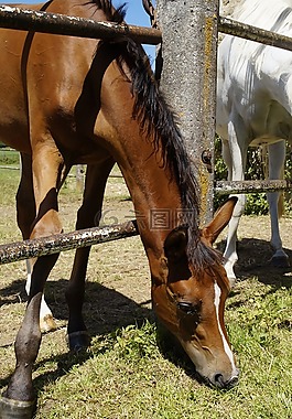 驹,阿拉伯马驹,耦合