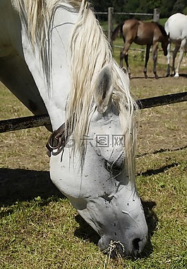 母马,模具,阿拉伯人