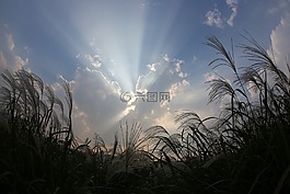 银草,海,光