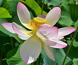 印度莲花,荷花,莲花