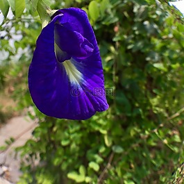 花,豌豆,室外