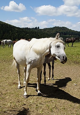 母马,模具,阿拉伯人