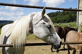 母马,模具,阿拉伯人