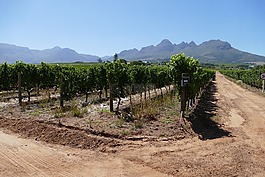斯泰伦博斯,wineyard,景观