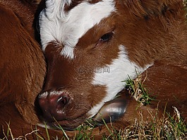 小牛,新出生,牛