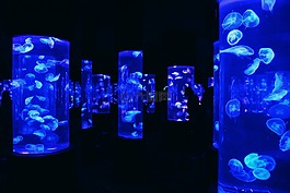 果冻鱼,海洋冒险,冒险