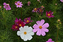花,格桑花,风景