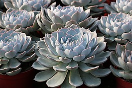 莲花,可爱,多汁植物