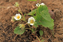 特写,鲜花,草莓