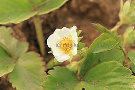 特写,鲜花,草莓