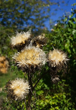 鲜花,洋蓟,种子